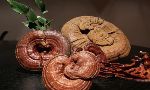 鲜灵芝怎么养生？鲜灵芝的养生食谱